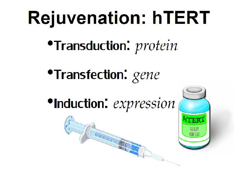 Rejuvenation: hTERT